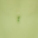 Verde +60,00&nbsp;&euro;